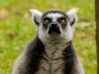 Fototapeta premium Maki Catta