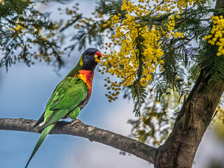 Lorikeet In Amongst The Wattle