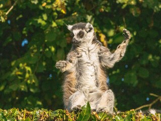 Fototapeta premium Maki Catta