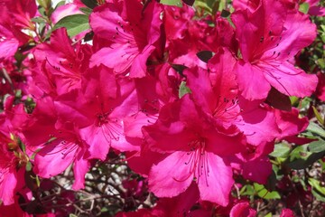 Blooming bush of red Azalea flowers in Florida nature, closeup