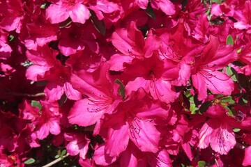 Blooming bush of red Azalea flowers in Florida nature, closeup