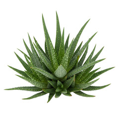 Fototapeta premium Aloe vera plant isolated on white background, showcasing its natural beauty and medicinal properties, perfect for health and wellness themes