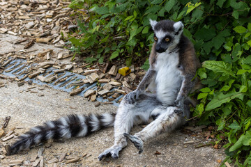 Obraz premium Maki Catta