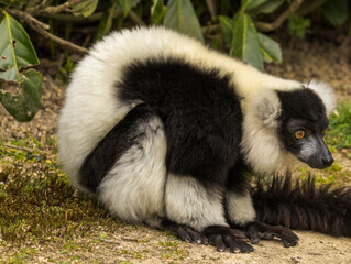 Maki Vari noir et blanc