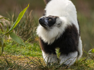 Maki Vari noir et blanc