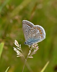 Common Blue Butterfly Resting on Wildflower with Spotted Wings in Nature