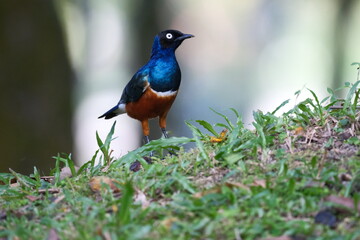 Chestnut-bellied Starling standing alert on grassy ground in Malaysia