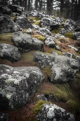 Close-up of moss-covered rocky terrain in a forest with scattered stones and blurred trees in the background, evoking a natural and tranquil atmosphere