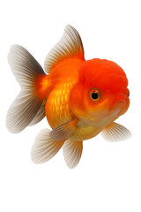 Oranda Goldfish Isolated on White Background for Creative Design