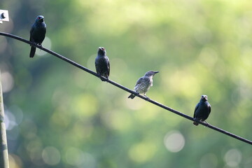 Flock of Asian Glossy Starlings perched together on wire in Malaysia