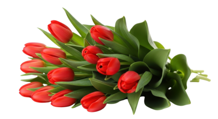 Bouquet of red tulips with green leaves isolated PNG with Transparent Background