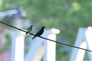Asian Glossy Starling perched on wire with red eyes in Malaysia
