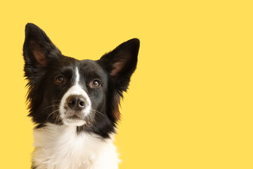 Portrait of cute Border Collie dog on yellow background, closeup