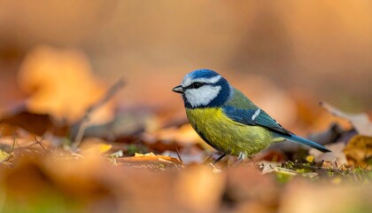 Fototapeta premium A small bird foraging in autumn leaves