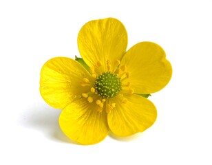 Radiant Yellow Blossom Close-up