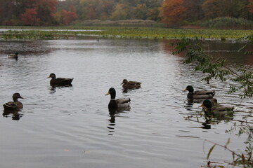 Autumn Duck and Swan lake