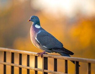 Pigeon perched on fence at sunset