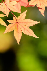 薄暗い緑背景オレンジ色に色づくもみじの葉紅葉