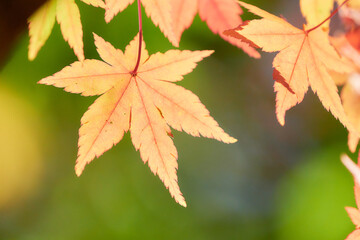 薄暗い緑背景オレンジ色に色づくもみじの葉紅葉
