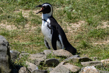 Manchot du Cap