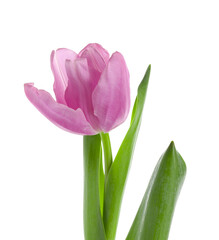 Beautiful purple tulip flower on white background