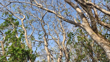 Trees reaching for the sky, a sunlit scene in nature