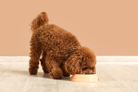 Cute Toy Poodle dog eating food near brown wall