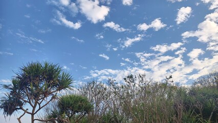 Sky and Lush Vegetation Under a Bright Blue Sky