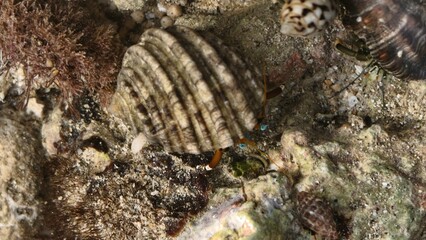 Hermit Crabs on Rocky Seafloor