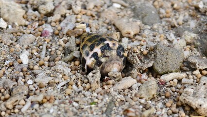 Hermit Crab on Sandy Beach