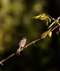 Eastern Phoebe flycatcher on a branch in late afternoon light with dark background