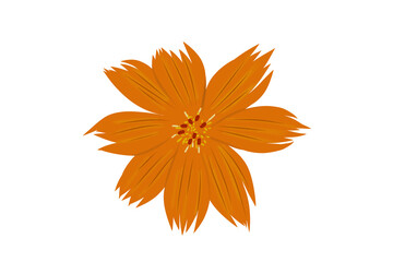 illustration of ornamental kenikir flowers. An orange flower