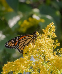 Monarch butterfly on a goldenrod plant