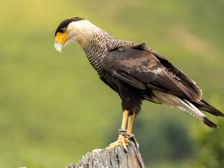 Caracara