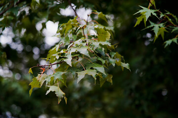 Branches with green maple leaves in summer.