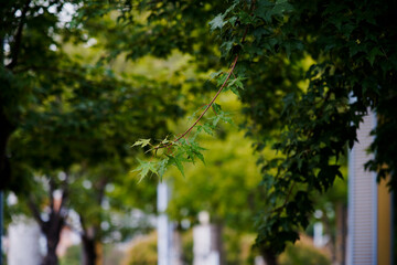 Branches with green maple leaves in summer.
