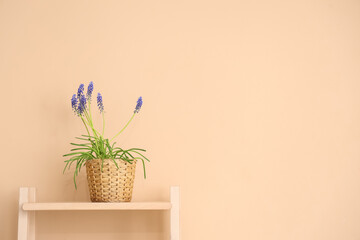 Wicker pot with beautiful Muscari flowers on shelving unit near color wall
