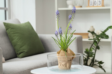 Beautiful Muscari flowers on table in living room