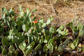 Cactus with Red Flowers in the Caatinga Biome, Cabaceiras, Paraíba, Brazil