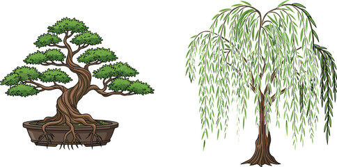 Bonsai tree in decorative pot and weeping willow tree illustration, Asian nature design, garden art, foliage landscape, vector drawing
