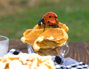 Ladybug on a stack of waffles
