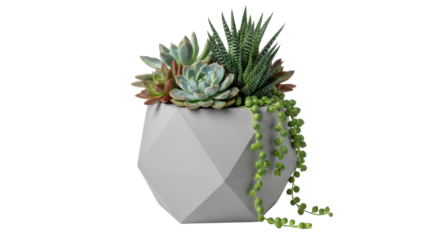Minimalist Succulent Arrangement Product Shot in Geometric Gray Faceted Planter Isolated