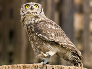 Hibou Grand Duc