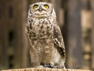 Hibou Grand Duc