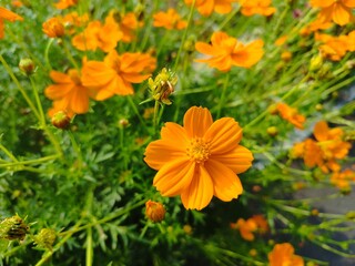 Beautiful orange garden cosmos flowers in the garden