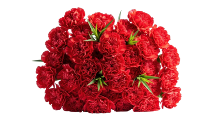 Luxurious Red Carnation Flowers Bouquet Isolated on Clean White Background