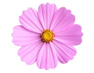 Close-up of a vibrant pink cosmos flower (1)