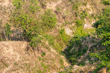 Beautiful green tree growing on dry rocky hillside landscape with natural vegetation under bright clear daylight in Bangladesh.