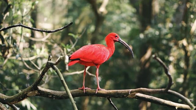 Close up view of a scarlet ibis bird sitting on a tree branch in the shade of the forest, grooming it self