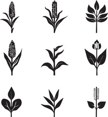 Black Silhouette Corn Plant Icons Collection